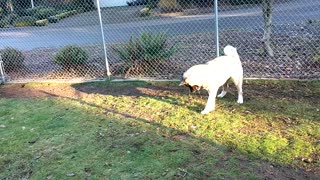 Akita pup playing in the yard