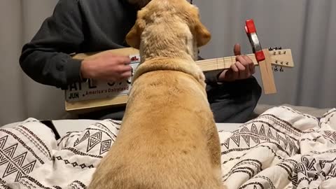 Serenading Luna with DIY Cigar Box Guitar