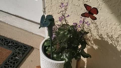 Solar Powered Butterfly