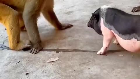 Monkey Vs Pig : Funny video .