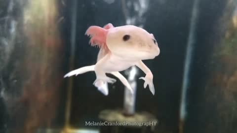 Axolotl Dreams