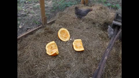 Chickens not eating a pumpkin very fast. Thought they would.