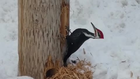 Pileated Woodpecker pecking on the hydro post