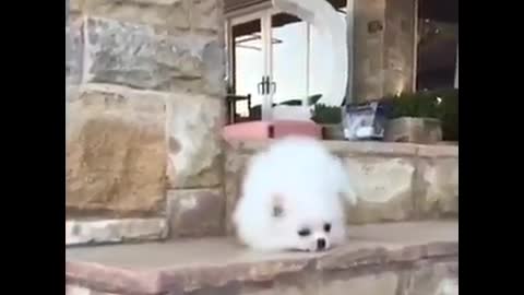 Great Dog Funny Video