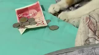 A cat is working an accountant