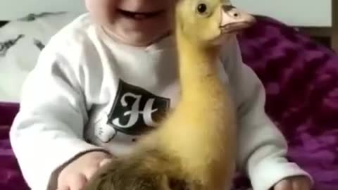 A baby boy and baby duck meeting for the first time