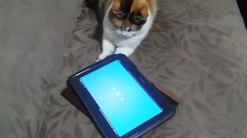 A cat sees a tablet ... What feels and how it reacts