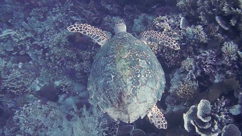 Hawksbill sea turtle in the Sea 3 - man & camera