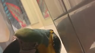 Parrot is a Peeping Tom