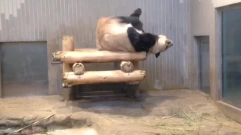 Funny Panda