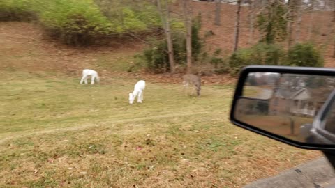 2 albino deer close up