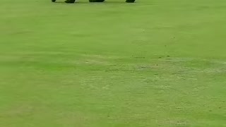 Alaska Bear Steals from the King's Golf Bag