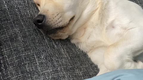 Dreaming of gravy bones and chasing squirrells