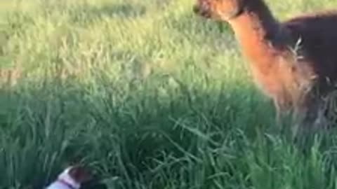 Llama plays with dogs in the tall grass