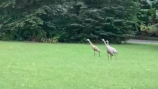 Sandhill Cranes vs. Turkey’s