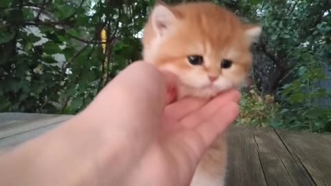 Three little Teddy kittens 😍 Cutest Baby British kittens