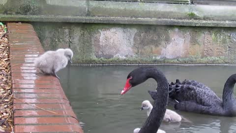 Swan Lake Jump