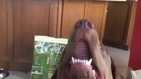 Dog steals treat from another dog