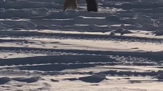 Blue and Red Foxes Dance in the Snow