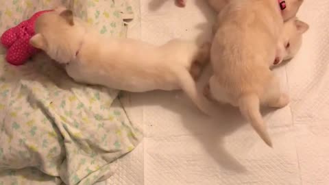 Clumsy puppy play