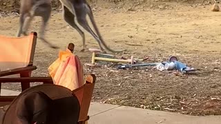 Wrestling Wallabies Crash into Backyard Furniture