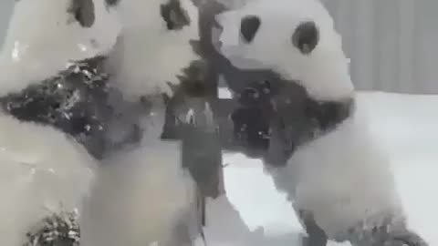 Three Little Panda Playing in the Snow