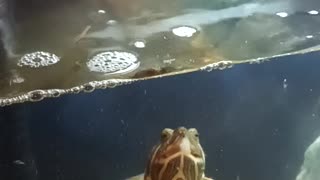 Greedy turtle