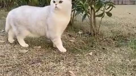 Cat Doing Funny Things