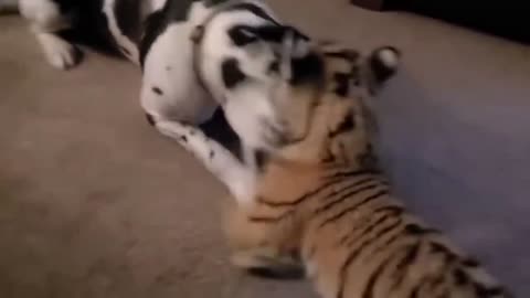 Dog Vs Tiger | Baby Tiger Vs Dog