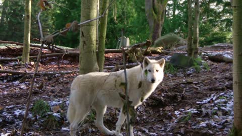 White wolf in the forest staring to the camera