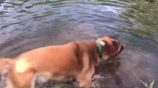 Dog walks off underwater cliff!