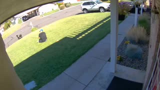 Pup Pulls Man Across Yard in Yakima
