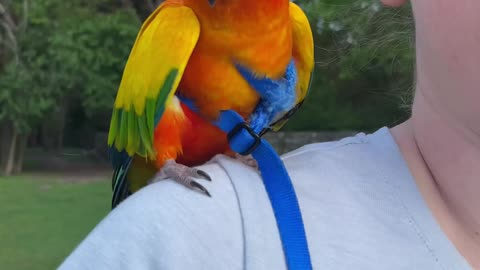 Parrot has loud conversation with mom