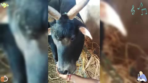 This cow has three eyes and four horns