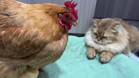 The hen suspects the kitten has stolen the chicks!The cat returned the chick to the hen.Funny cute🤣
