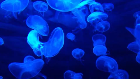 JELLYFISH | WHAT DO YOU KNOW ABOUT THEM?