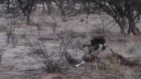 Hyena vs Leopard Fight