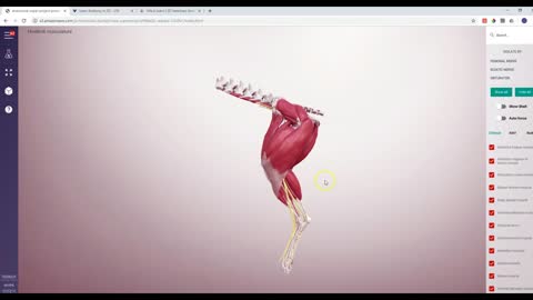 MAJOR 3D UPDATE SUPERPROJECT - 3D Veterinary Anatomy & Learning IVALA®