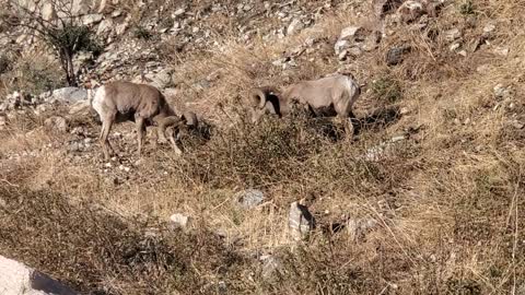 Bighorn sheep rams near Forest Falls