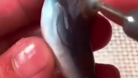 Shark fish amazing mekar