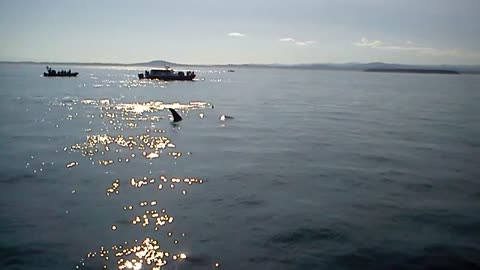Killer Whales pass by boat