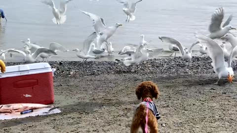 Feeding the sea gulls