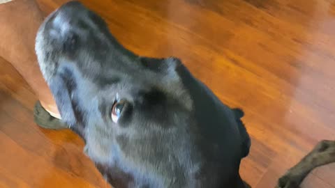 Boxer labs wasting watermelon