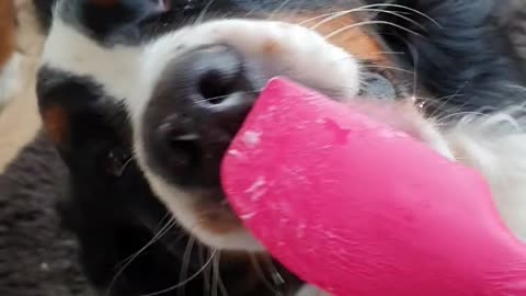 Bernese Mountain Dog helping to clean the dishes