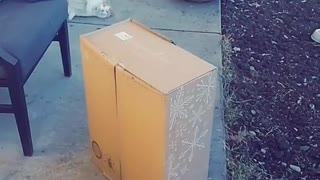 Lady Receives Package with a Snake in it