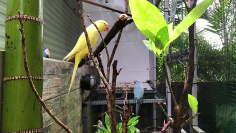 Very cool video of a beautiful yellow parrot in a cage