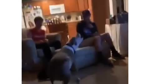 Gymnastic Dog Does Backflip