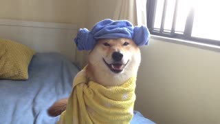 Shiba Inu shows off various Halloween costumes