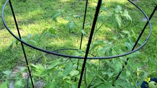 Tomato plants getting bigger