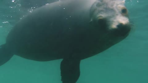 Diver gets scare from friendly sea lion